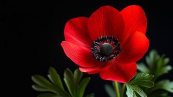 Bright red petals surround a striking black center, complemented by green leaves, creating a stunning floral display in low light photo