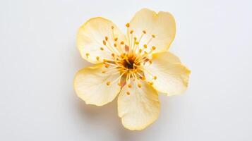Fresh yellow apricot blossom displayed from a top view, highlighting its delicate petals and vibrant yellow stamen against a soft background photo