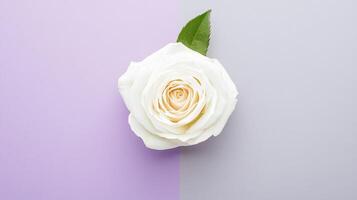 Delicate white rose is centered against a dual-toned purple and gray background, highlighting the beauty of its petals and leaf photo