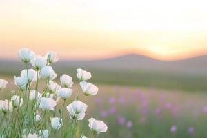 Delicate white flowers flourish in the foreground while vibrant dunes bask in the warm glow of the sunset, creating a serene desert landscape photo