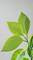 Lush green plant displaying vibrant leaves stands prominently in a bright, minimalistic indoor environment photo