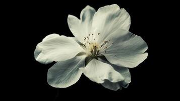 Delicate white plum blossoms are in full bloom, their petals glowing against the dark background, creating an enchanting night display photo