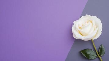 A beautiful white rose rests on a elegant purple and gray background, highlighting its delicate petals and vibrant color contrast photo