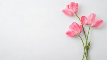 Three vibrant pink tulips are displayed beautifully on a crisp white surface, highlighting their delicate petals and fresh green stems photo