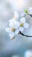 Delicate white almond flowers bloom on a branch, symbolizing renewal and hope in a tranquil outdoor setting during springtime photo