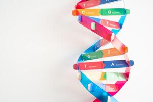 DNA or Deoxyribonucleic acid is a double helix chains structure formed by base pairs attached to a sugar phosphate photo