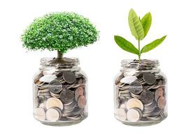 Tree plumule leaf on save money coins, Business finance saving banking photo