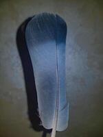 A stunning black bird feather stands out against a blurred background, with its intricate details and delicate structure beautifully emphasized, highlighting its smooth texture. photo
