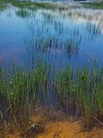A tranquil pond serves as a perfect canvas for nature's splendor, as lush green grasses softly undulate and extend within water, crafting symphony of colors and textures that blend in perfect harmony photo