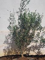 A resilient olive tree grows within the confines of automotive rubber, and its thriving presence is a powerful symbol of adaptation and growth within a rubber container that becomes a nutritious home. photo