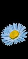 brightly colored daisy flower on black background suitable for desktop themes photo