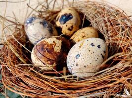 Common quail bird eggs inside a nest, Quail eggs are considered a delicacy photo