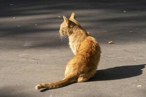 Stray red cat is sitting on street and looking at left, turned away from the camera. photo