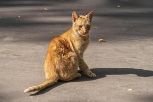 Stray red cat with green eyes is sitting on road and looking straight towards the camera photo
