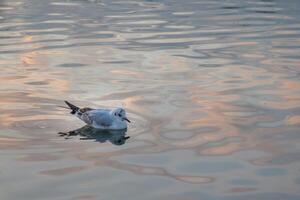 SeaGull swimming in a lake in the evening. Reflection in water. photo