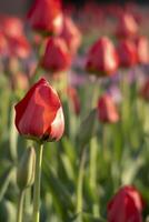 Red tulip and bud in front of tulip flower field. photo