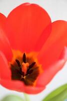 Red tulip closeup. Macro. photo