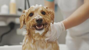Happy dog being bathed with soap foam by groomer wearing gloves photo