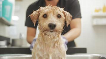 Happy dog being bathed with soap foam by groomer wearing gloves in pet salon photo
