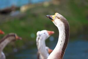 Close-up of a goose against the backdrop of a farm and a flock. photo