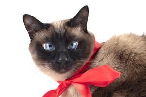 Beautiful cat with a red bow is isolated on a white background. Siamese cat. photo