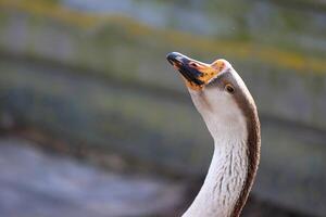 Close-up of a white goose with an orange beak Breeding poultry for meat. photo