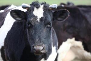 A cow with a white face and black ears. The cow is looking at the camera photo