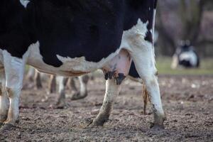 A cow with a black and white udder is standing in a field. The udder is full of milk, and the cow appears to be in a relaxed state photo