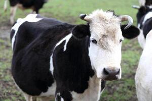 A cow with a white muzzle and a black body stands in a field. The cow looks at the camera. photo