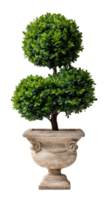 A decorative topiary plant with two round clusters of green leaves in an ornate stone planter. png
