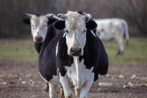 A large cow with a white muzzle looks at the camera. photo