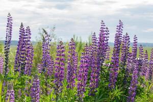 Beautiful natural background of a meadow covered with lupine flowers. photo