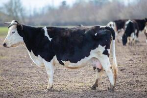 A cow with a large udder stands in a field. The cow is surrounded by other cows photo