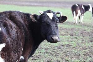 A cow with horns and a white spot on its face is standing in a field. The cow is looking at the camera photo