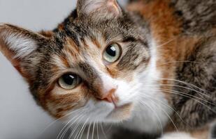 Portrait of calico cat sitting and looking up with curious expression photo