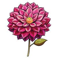 Soft and Beautiful Dahlia Flower Design vector