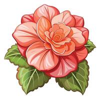 Simple Begonia Flower Design vector