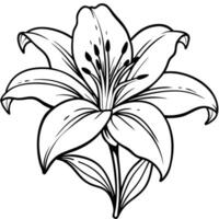 Lily Clip Art vector