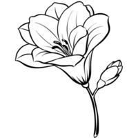 Freesia Flower Design for Every Occasion vector