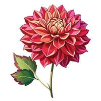 Unique Dahlia Flower Design Styles vector