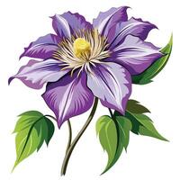 Clematis Clipart with White Background vector