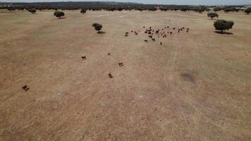 Drone view of a herd of cows grazing on dry grass photo