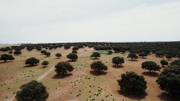 View of the savannah with round green trees with a dense crown and a small lake among the dried grass, drone photo