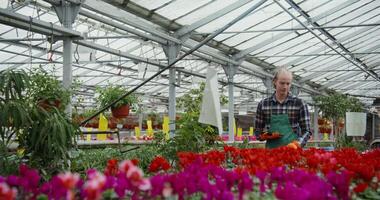 Young man of European appearance in an apron and with a tablet in hand walks between tables with flowering plants in pots standing on them and checks their quality, in greenhouse for growing flowers photo