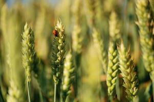 Common, ladybug is on the wheat field ,,outdoors, close up view photo