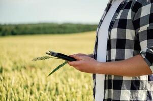 Process of ,quality control, with digital tablet. Man in white shirt is on the agricultural field photo