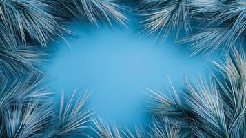 Top view Blue Fescue on a vibrant background, plant setting photo