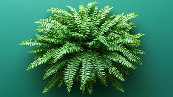 Top view Boston Fern on a vibrant background, plant setting photo