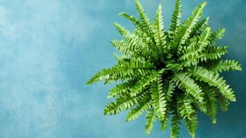 Boston Fern on a vibrant background, top view photorealistic plant photo