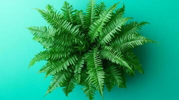 Top view photorealistic Boston Fern, plant set on a vibrant background photo